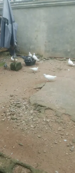 Pigeon for Sale