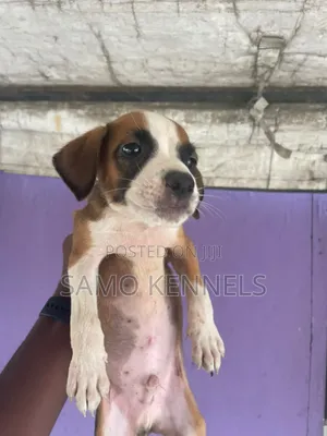 1-3 months Male Purebred American Pit Bull Terrier