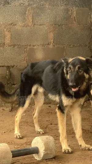 1+ year Male Purebred German Shepherd