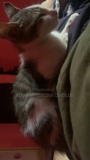 1-3 months Male Mixed Breed American Shorthair
