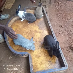 Home Rabbits