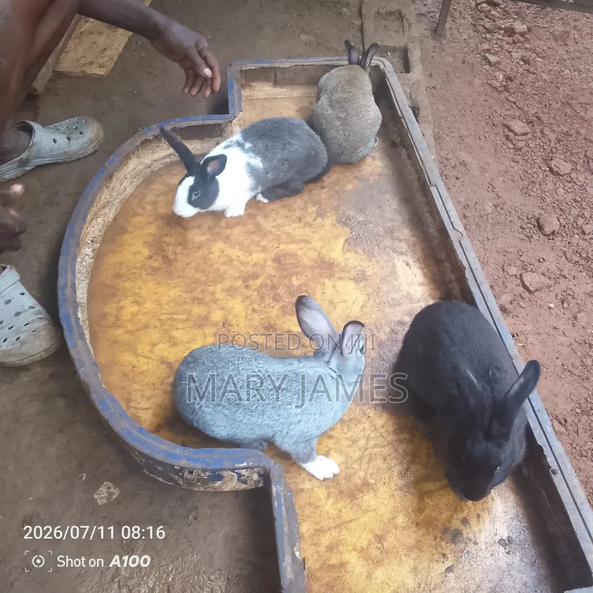 Home Rabbits