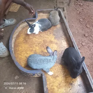 Home Rabbits