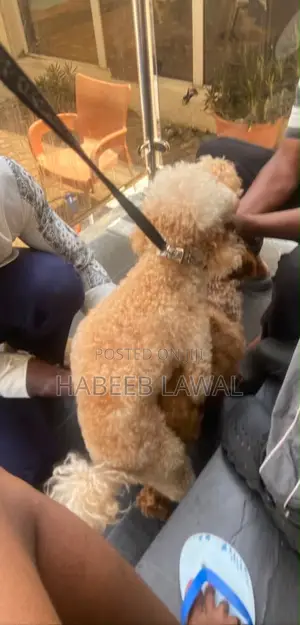 1-3 months Male Purebred Poodle