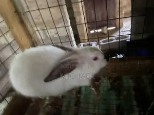 Rabbit Hyla,hybrid