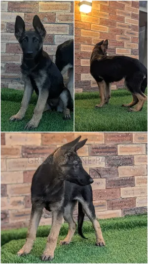 3-6 months Female Purebred German Shepherd