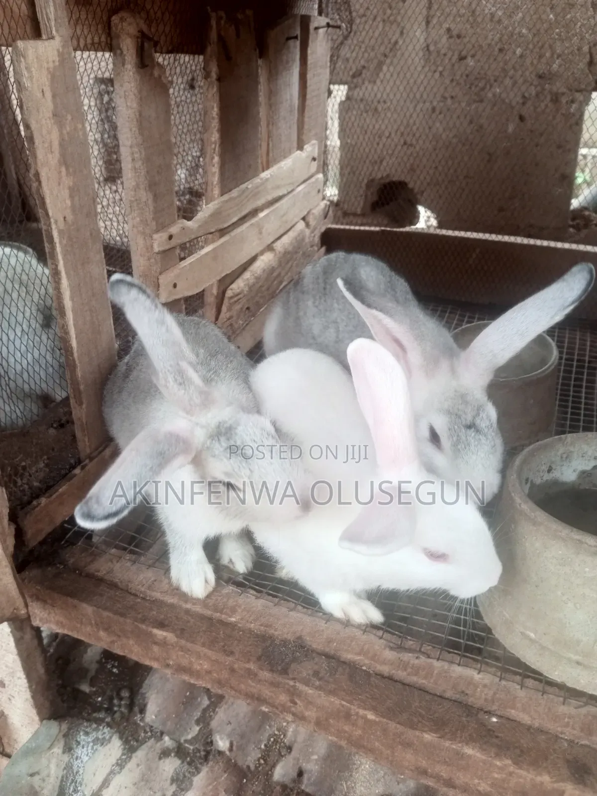Rabbit in Ogbomoso