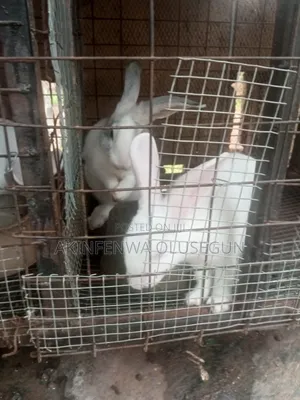 Rabbit in Ogbomoso