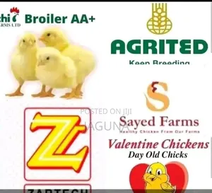 Day Old Chicks