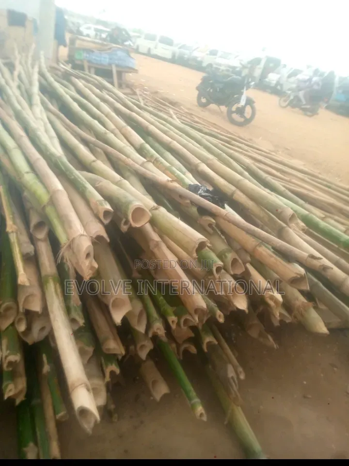 Skyscape Bamboo