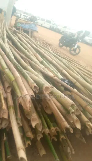 Skyscape Bamboo