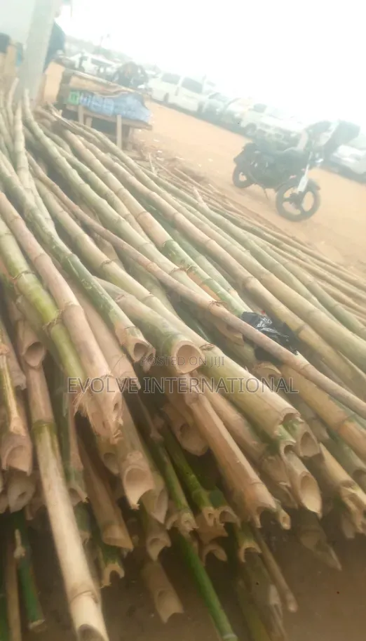 Skyscape Bamboo