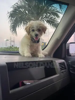 1-3 months Male Purebred Maltipoo