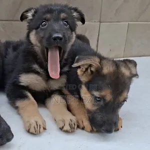 1-3 months Female Purebred German Shepherd