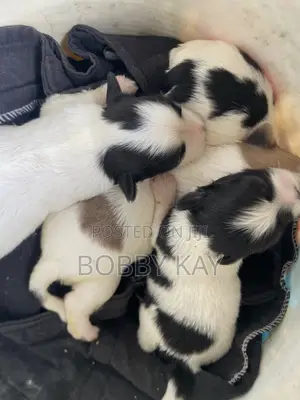 0-1 month Female Purebred Lhasa Apso