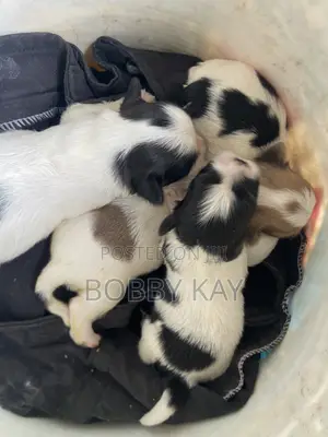 0-1 month Female Purebred Lhasa Apso