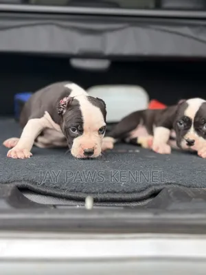 0-1 month Female Purebred American Pit Bull Terrier