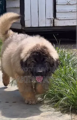 0-1 month Female Purebred Caucasian Shepherd