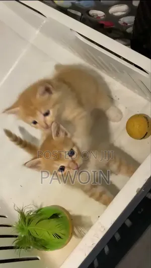 1-3 months Male Purebred Turkish Angora