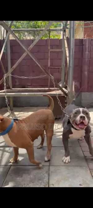 1+ year Female Purebred American Bully