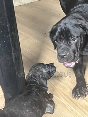 3-6 months Female Purebred Cane Corso