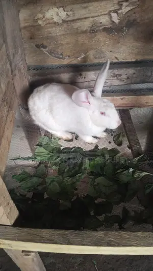 Quality Rabbit