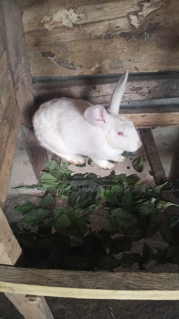 Quality Rabbit