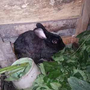 Quality Rabbit