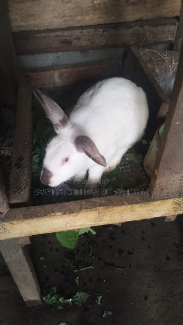 Quality Rabbit