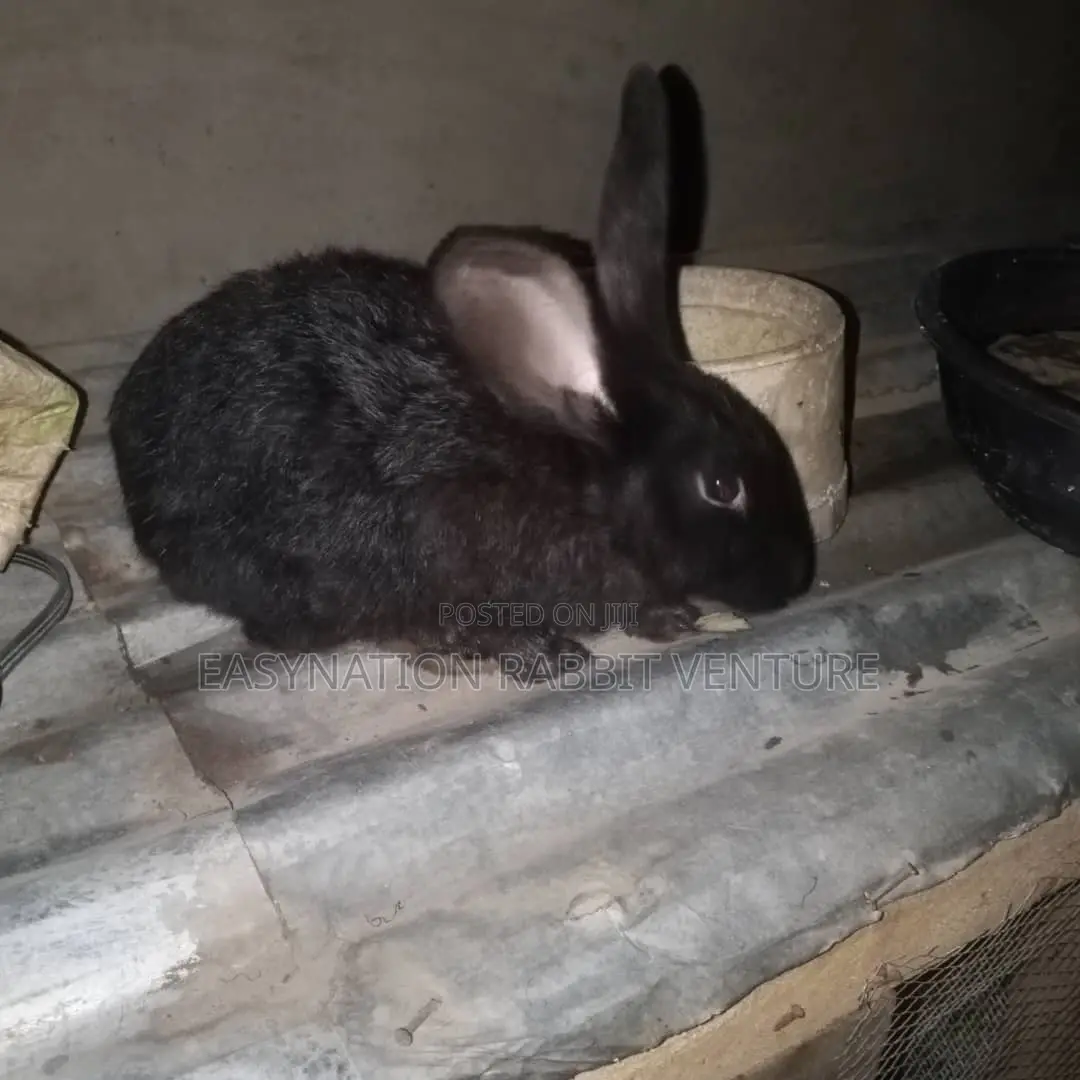 Quality Rabbit