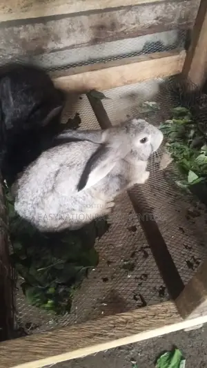 Quality Rabbit