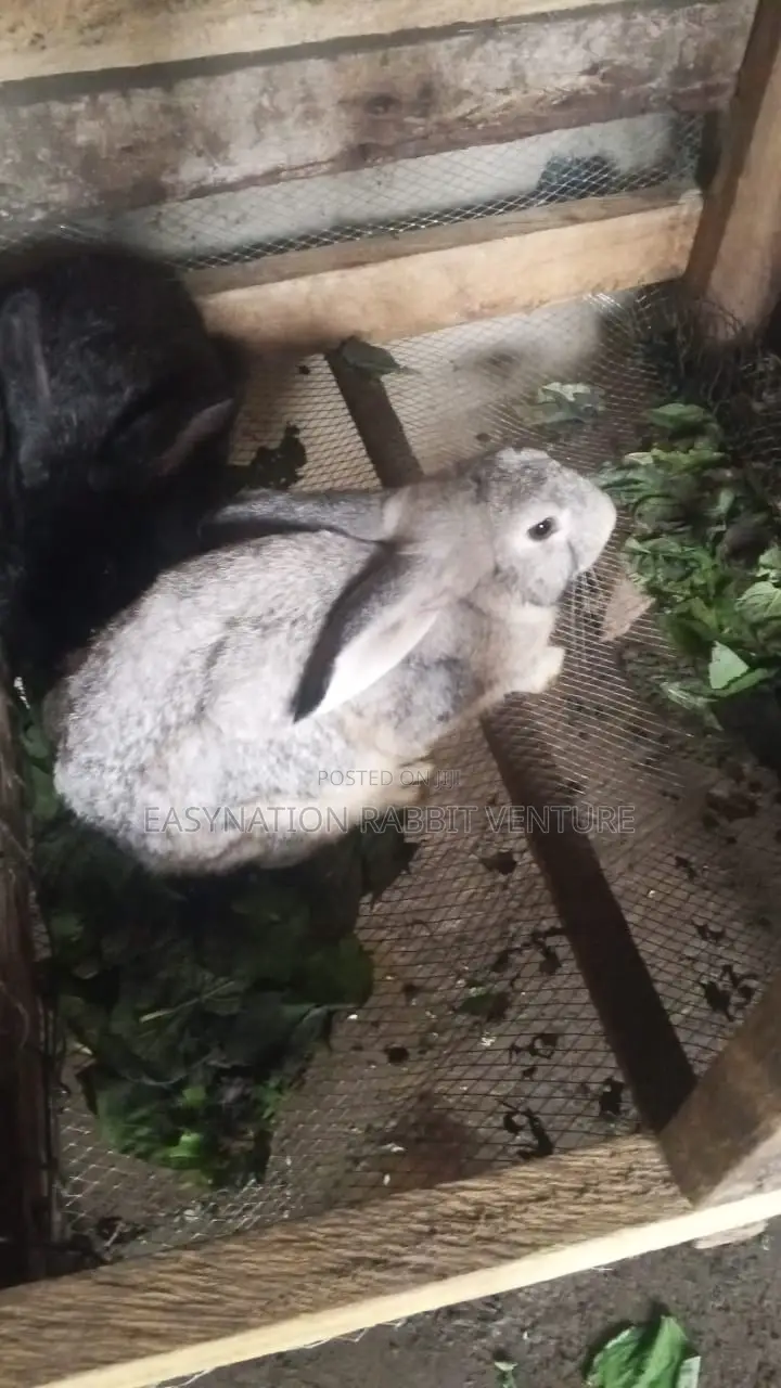 Quality Rabbit