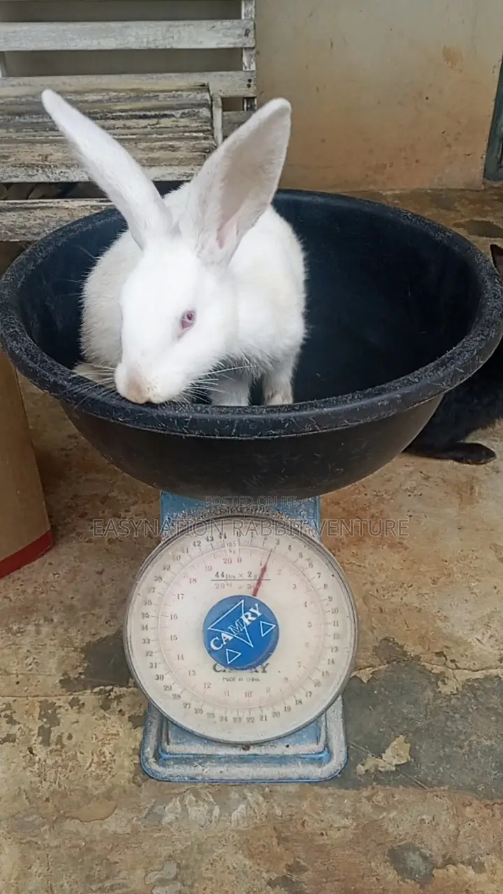 Quality Rabbit