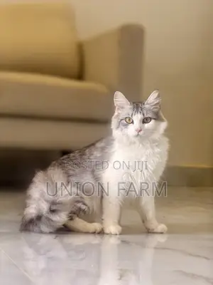 6-12 months Male Purebred Persian