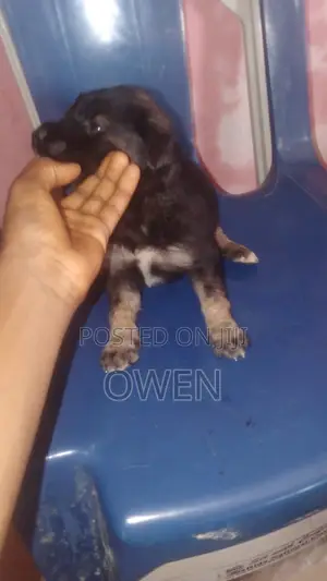 0-1 month Female Purebred German Shepherd