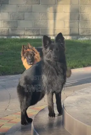1-3 months Female Purebred German Shepherd