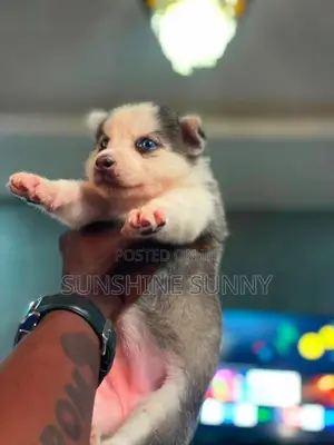 0-1 month Female Purebred Siberian Husky