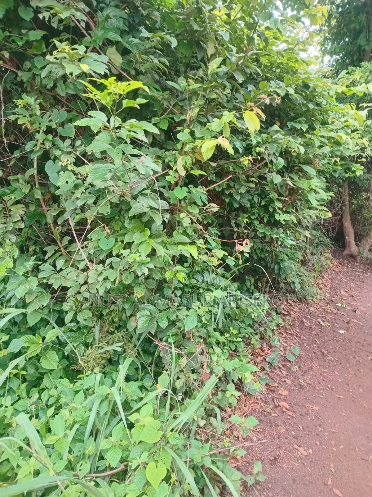 Land for Cocoafarm Poultry