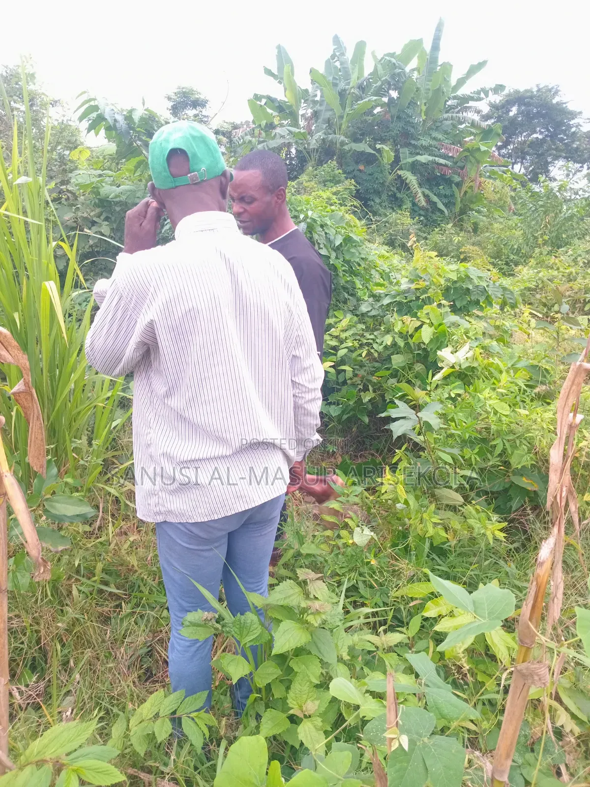 Land for Cocoafarm Poultry