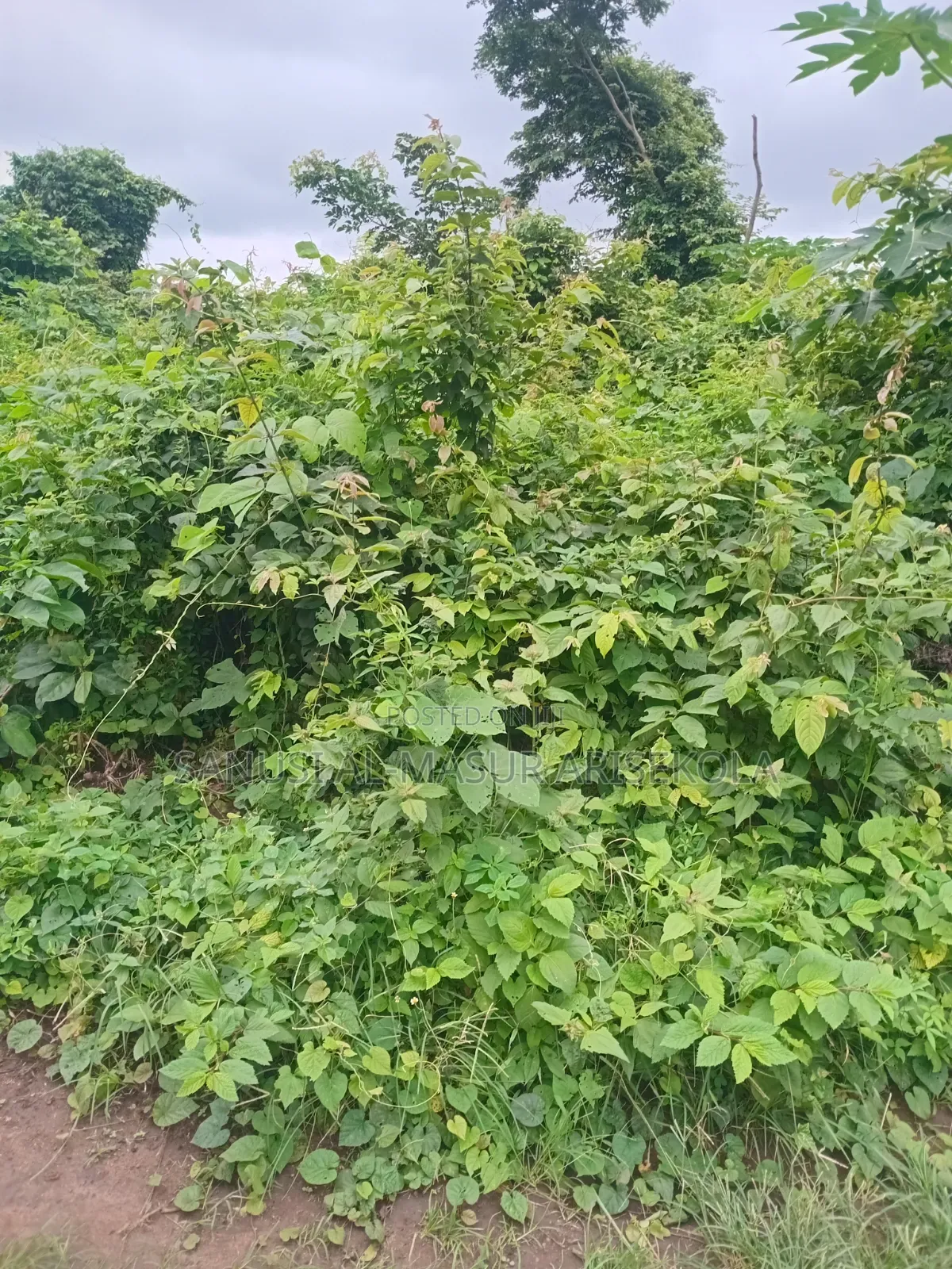 Land for Cocoafarm Poultry