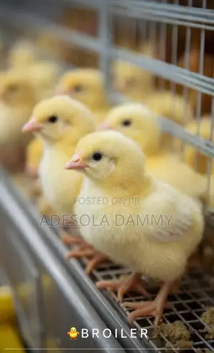 Day Old Chicks
