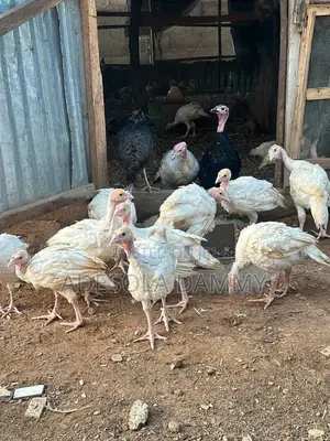 Turkey for Sale