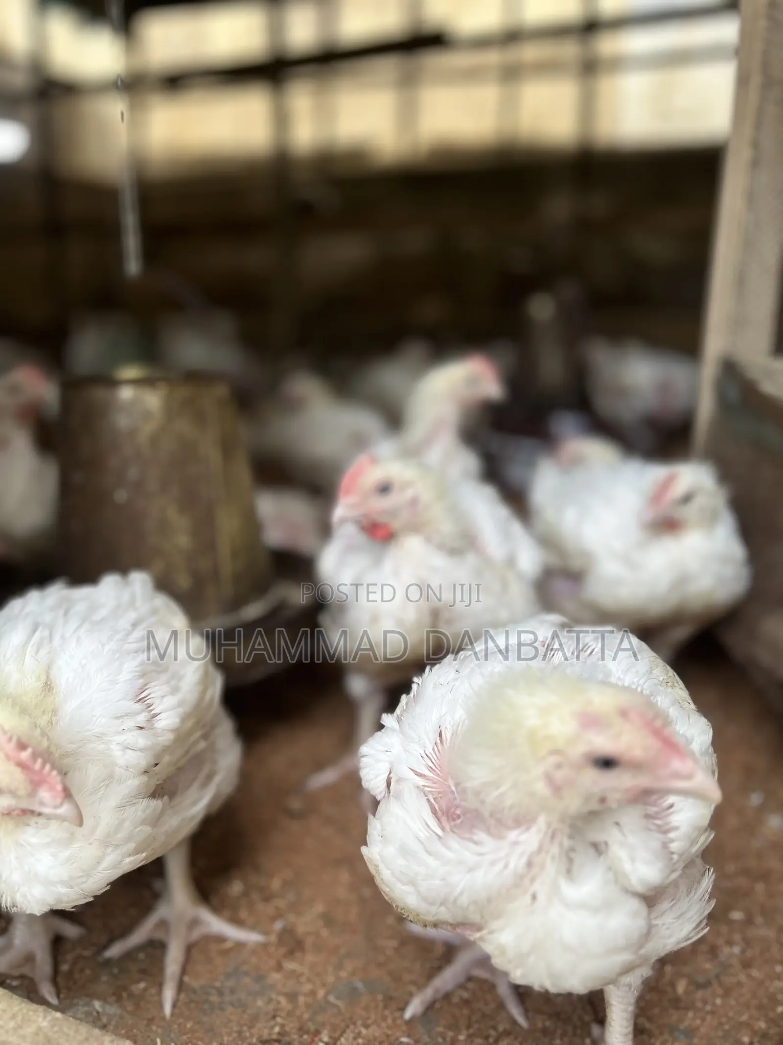 5 Weeks and 4 Weeks Old Broiler Chicken