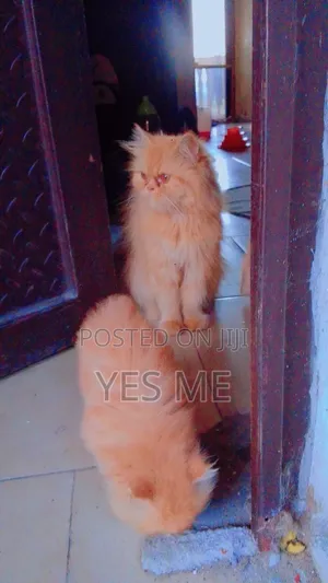 1+ year Female Purebred Persian