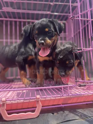 1-3 months Male Purebred Rottweiler
