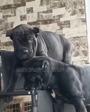 1-3 months Female Purebred Cane Corso