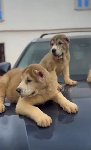 1-3 months Male Purebred Alabai