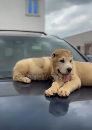 1-3 months Female Purebred Alabai