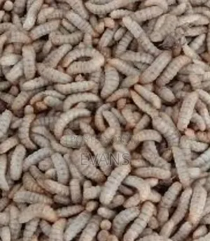 Black Soldier Fly Larva
