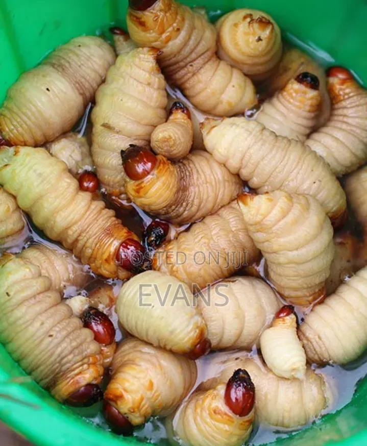 Palm Weevil
